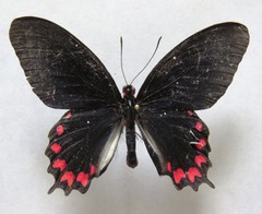 Parides montezuma