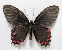 Parides montezuma