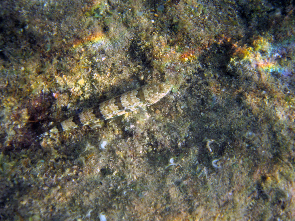 banded lizardfish