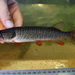 Redfin Pickerel - Photo (c) Koaw Nature, some rights reserved (CC BY-NC), uploaded by Koaw Nature