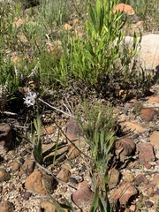 Trachyandra divaricata