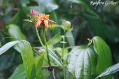 Pseudogynoxys benthamii