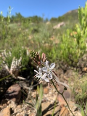 Trachyandra divaricata