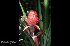 Ananas comosus bracteatus