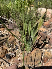 Trachyandra divaricata