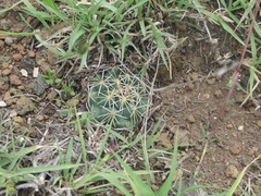 Coryphantha cornifera