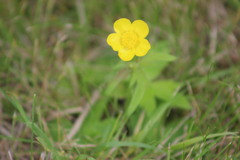 Ranunculus propinquus subborealis