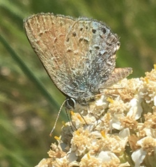 Satyrium behrii