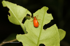 Mimastracella kandyensis