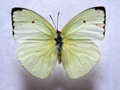 Aphrissa statira statira