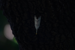 Pyrops watanabei