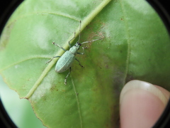 Cyphicerini