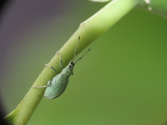 Cyphicerini