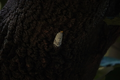 Pyrops watanabei