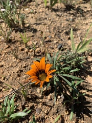 Gazania ciliaris