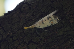 Pyrops watanabei