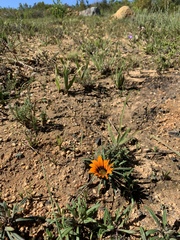 Gazania ciliaris