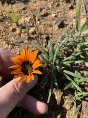 Gazania ciliaris