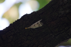 Pyrops watanabei