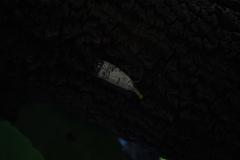 Pyrops watanabei