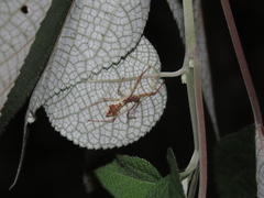 Epidaus