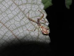Epidaus