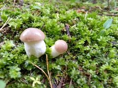 Gomphidius glutinosus