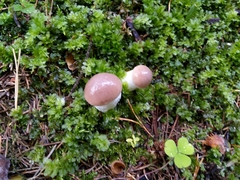 Gomphidius glutinosus