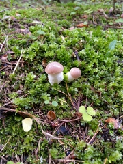 Gomphidius glutinosus