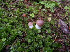 Gomphidius glutinosus