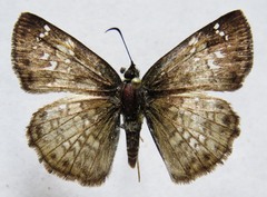 Carrhenes calidius