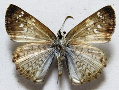 Carrhenes calidius