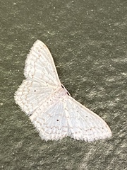 Idaea tacturata