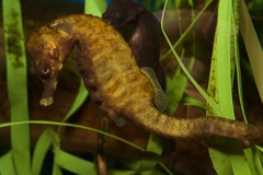 Knysna Seahorse photo 3