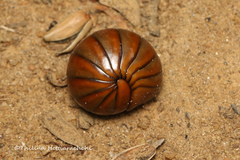 Arthrosphaera