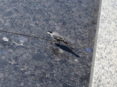 Motacilla alba