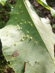 Caryomyia inclinata