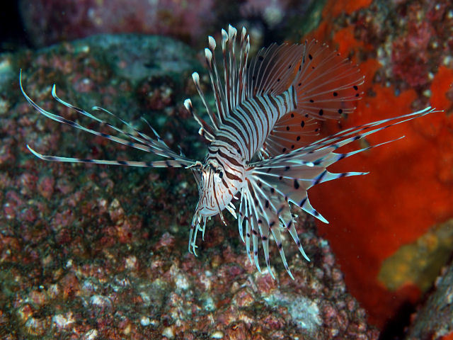 ミノカサゴ (Pterois lunulata) · iNaturalist