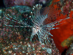 Dragon's Beard Fish photo 3