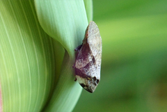 Lepyronia quadrangularis