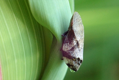 Lepyronia quadrangularis