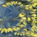 褐藻屬 - Photo (c) Jenn Forman Orth，保留部份權利CC BY-NC-SA