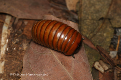 Arthrosphaera