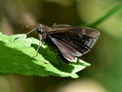 Ginungagapus ranesus