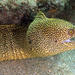 Goldentail Moray - Photo (c) Kevin Bryant, some rights reserved (CC BY-NC-SA)