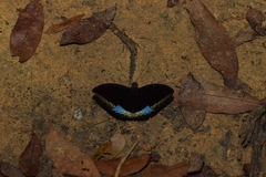 Lexias dirtea merguia