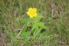 Ranunculus propinquus subborealis