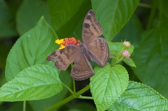 Junonia iphita