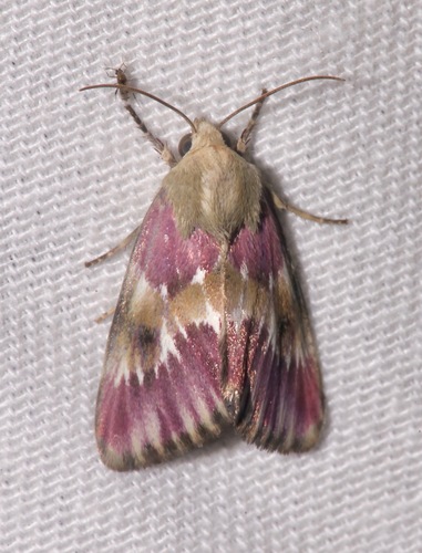 Bleeding Flower Moth photo 4