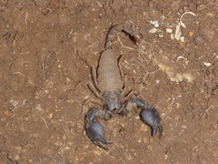 Scorpionoidea